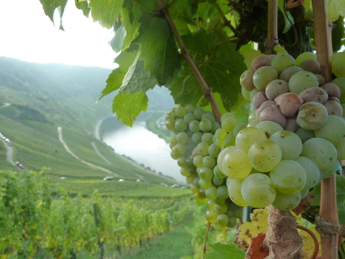 Der Weinladen Apartman Kröv Kültér fotó